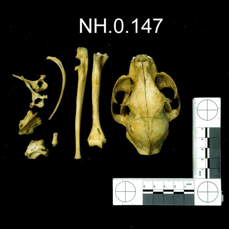 Image of Domestic Cat