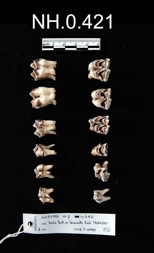 Image of Fallow Deer
