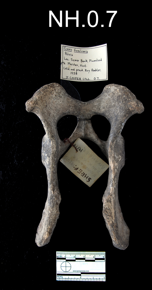 Image of Domestic Dog