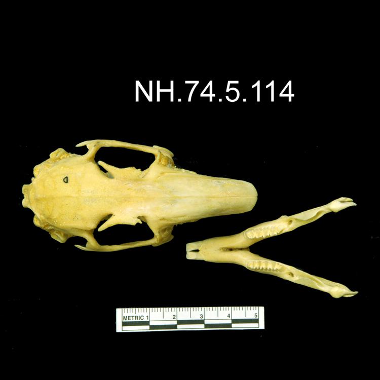 Image of European Rabbit