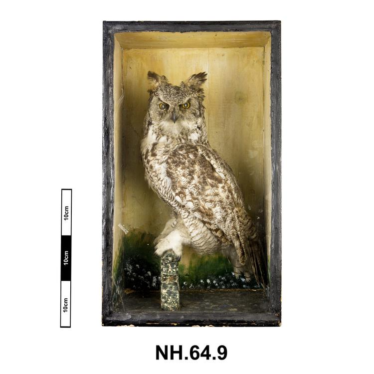 Image of Great Horned Owl