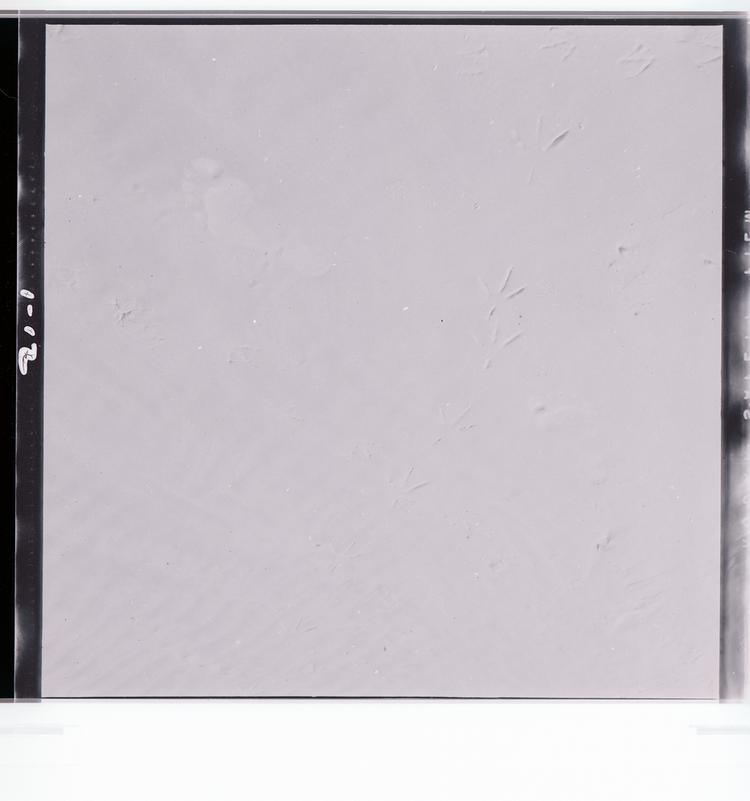 Image of Black and white negative of bird prints in the sand