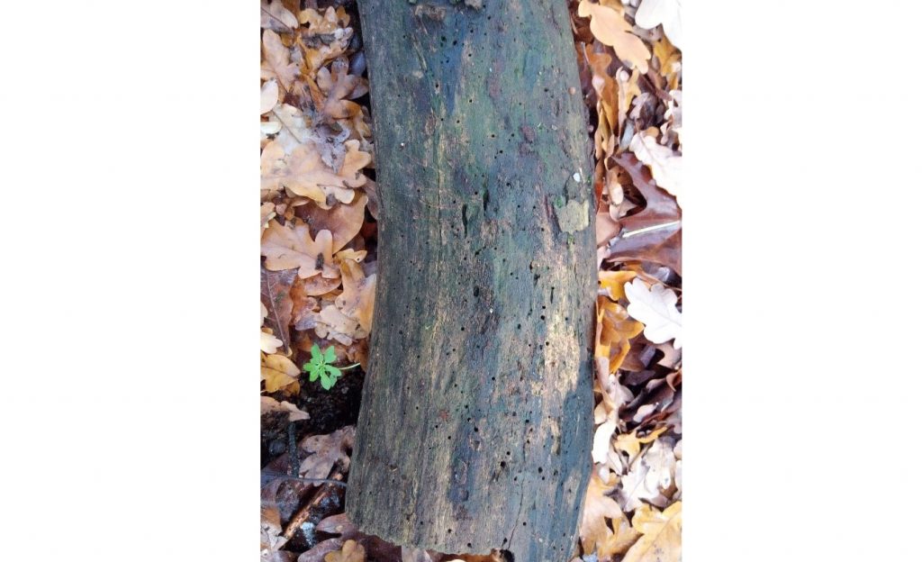 Bark with lots of holes in made by insect