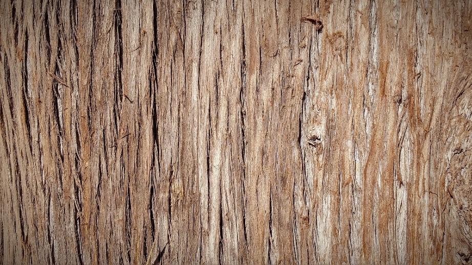 Close up of bark with horizontal lines